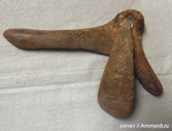 Cetotherium, Cetotherium sp, поздний миоцен, Варна, Булгария