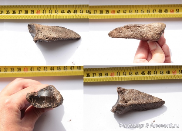 плейстоцен, Alces alces, Alces, Алтай