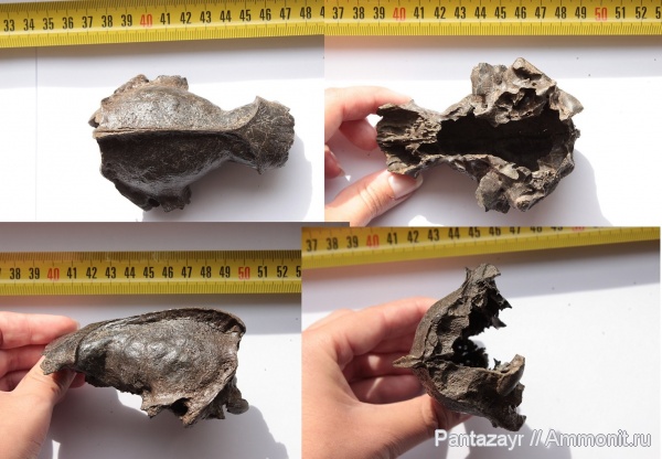 плейстоцен, Алтай, Meles meles, meles