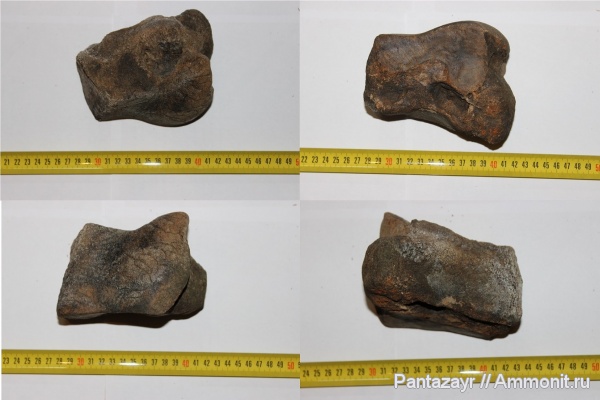 плейстоцен, Mammuthus primigenius, Mammuthus, Алтай