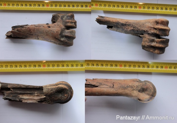 плейстоцен, Bison, Bison priscus, Алтай