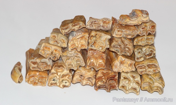 плейстоцен, Equus, Алтай