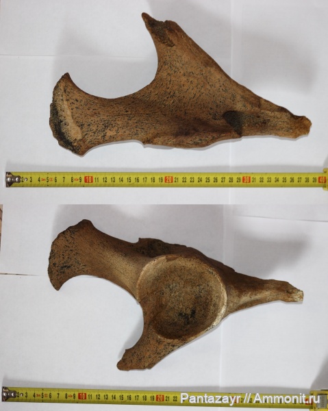 плейстоцен, Coelodonta, Coelodonta antiquitatis, Алтай