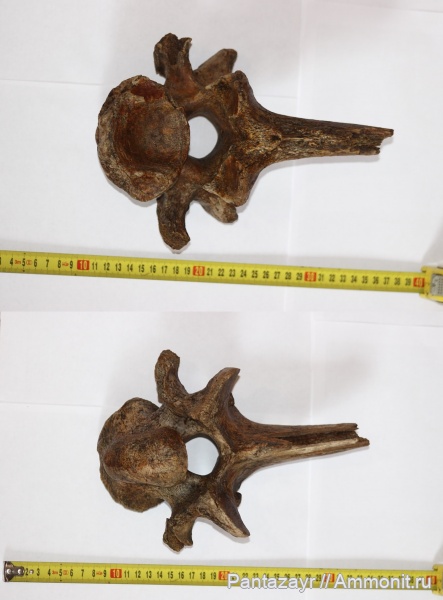 плейстоцен, Coelodonta, Coelodonta antiquitatis, Алтай