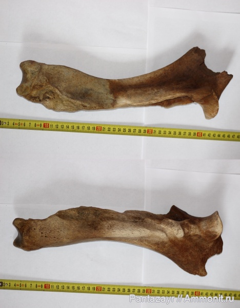 плейстоцен, Coelodonta, Coelodonta antiquitatis, Алтай