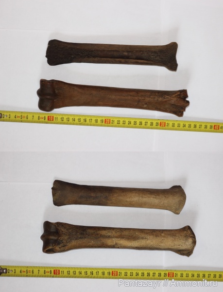 плейстоцен, Equus, Алтай