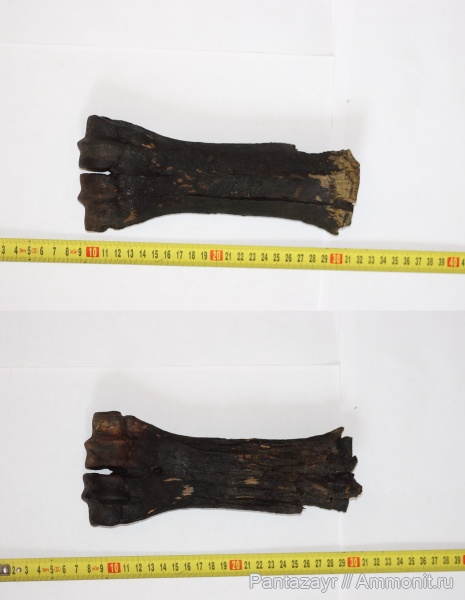 плейстоцен, Bison, Bison priscus, Алтай