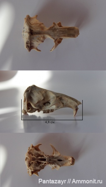 голоцен, Алтай, Myospalax myospalax, myospalax