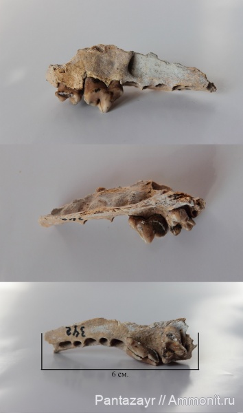 плейстоцен, Алтай, Vulpes vulpes, vulpes