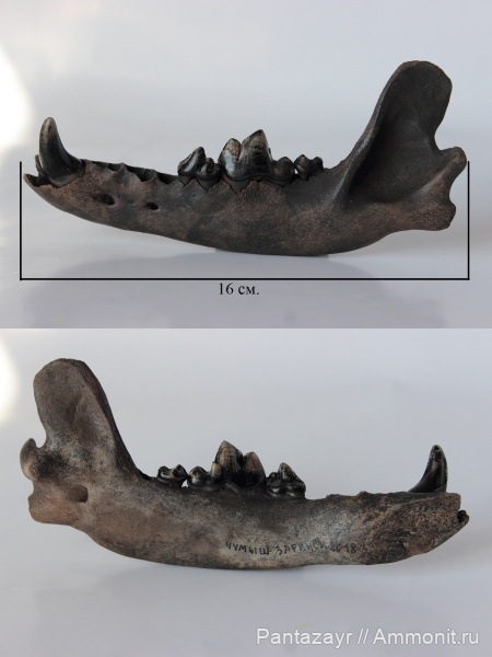 Чумыш, Алтайский край, 2018г.