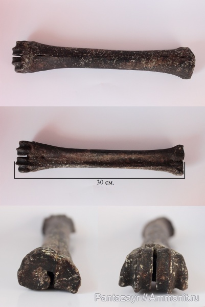 плейстоцен, Cervus, Cervus elaphus, Алтай, Cervus elaphus sibiricus