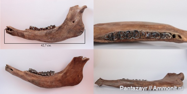 плейстоцен, Bison, Bison priscus, Алтай