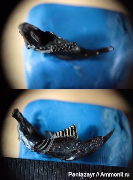 плейстоцен, Алтай, Eolagurus luteus, Eolagurus