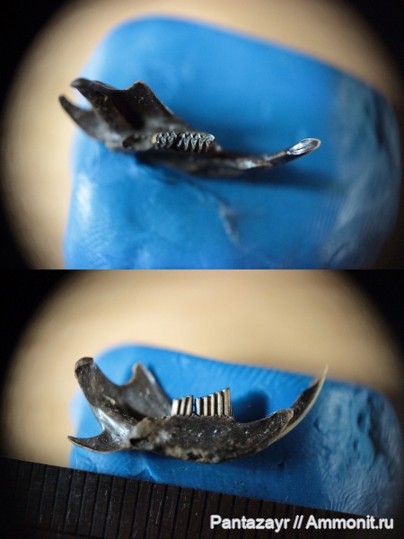 плейстоцен, Алтай, Microtus oeconomus, Microtus