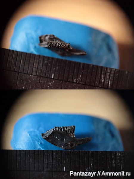 плейстоцен, Алтай, Lagurus lagurus, Lagurus