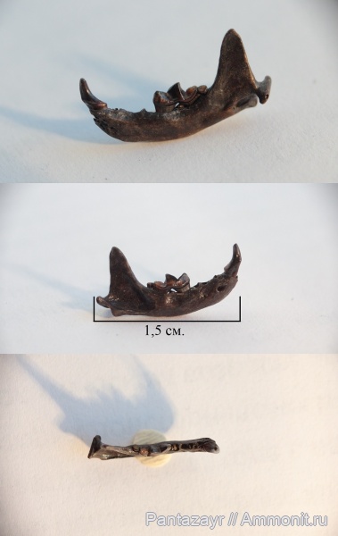 плейстоцен, Алтай, mustela, Mustela nivalis