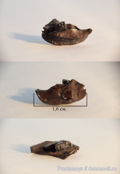 плиоцен, Алтай, Prosiphneus