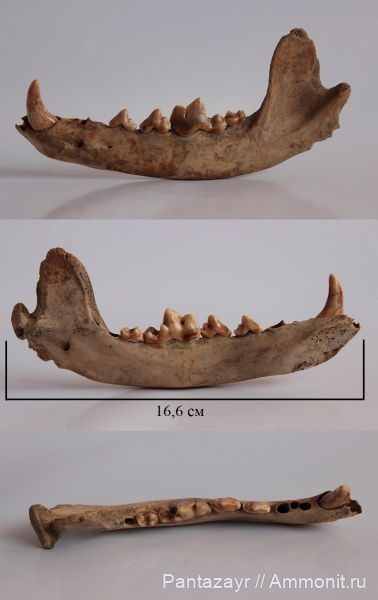Пещерные находки 2019г.