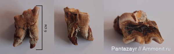 плейстоцен, Coelodonta, Coelodonta antiquitatis, Алтай