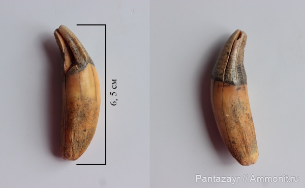 плейстоцен, Crocuta, Алтай, Crocuta spelaea