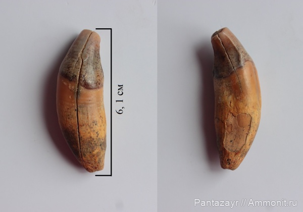 плейстоцен, Crocuta, Алтай, Crocuta spelaea