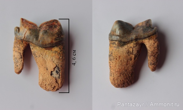 плейстоцен, Crocuta, Алтай, Crocuta spelaea