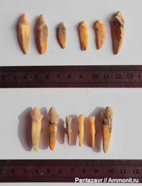 плейстоцен, Crocuta, Алтай, Crocuta spelaea