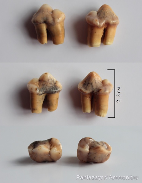 плейстоцен, Crocuta, Алтай, Crocuta spelaea