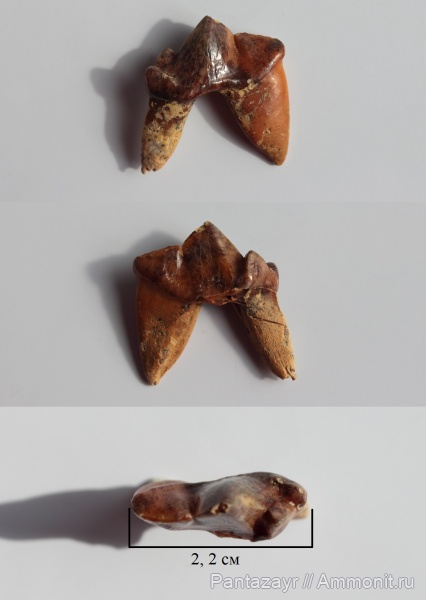 плейстоцен, Crocuta, Алтай, Crocuta spelaea