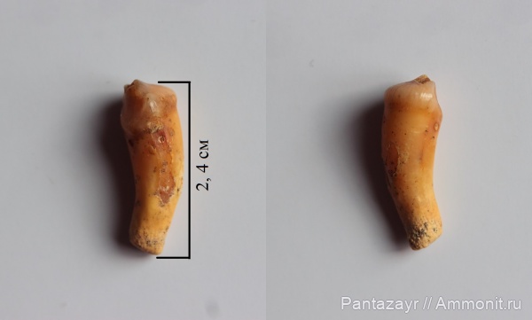 плейстоцен, Crocuta, Алтай, Crocuta spelaea