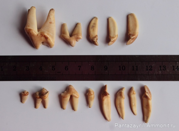 голоцен, Canis, Canis lupus, Алтай