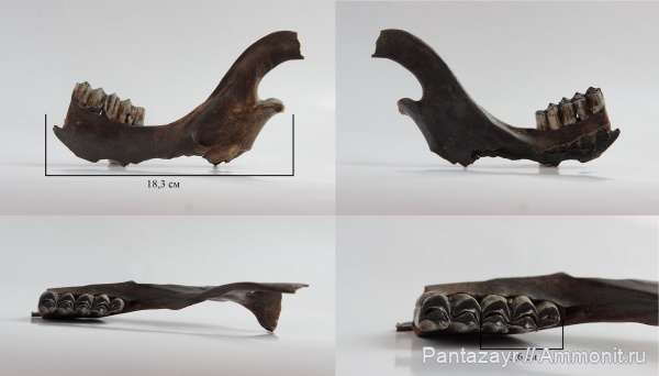 плейстоцен, Cervus, Cervus elaphus, Алтай, Cervus elaphus sibiricus