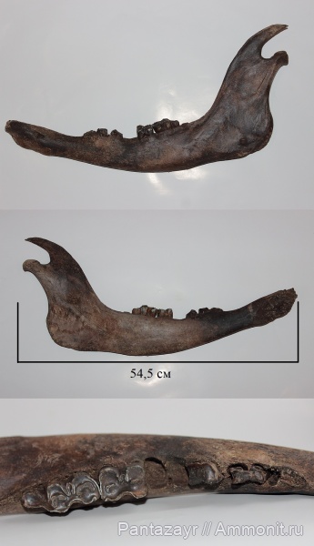 Р. Лосиха 2019г.
