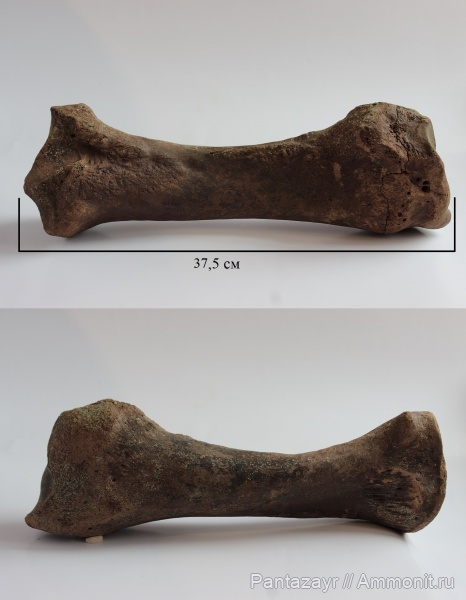 Чумыш, Алтайский край, 2019г.