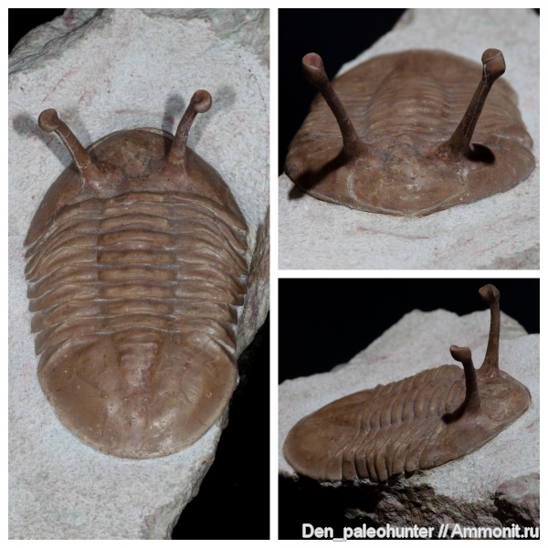 трилобиты, ордовик, Asaphus, Ленинградская область, Asaphus kowalewskii