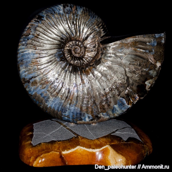 аммониты, Ульяновск, Deshayesites