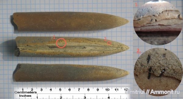 Примечательные белемниты