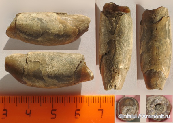 белемниты, юра, ростры, прижизненные повреждения, отвалы метро, Jurassic, belemnites