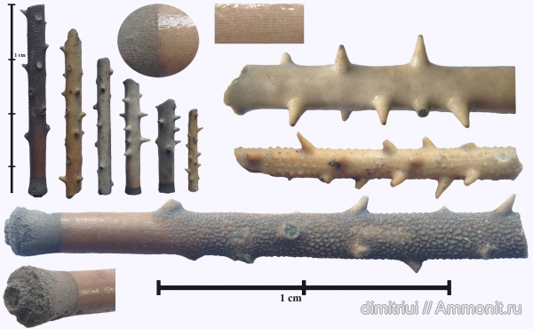 морские ежи, юра, Фили, волжский ярус, Rhabdocidaris, Volgian, Jurassic