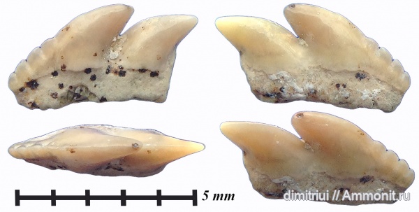 мел, акулы, сеноман, Hexanchiformes, Hexanchidae, Шацк, Малый Пролом, Cenomanian, Cretaceous, teeth, shark teeth, sharks, Gladioserratus