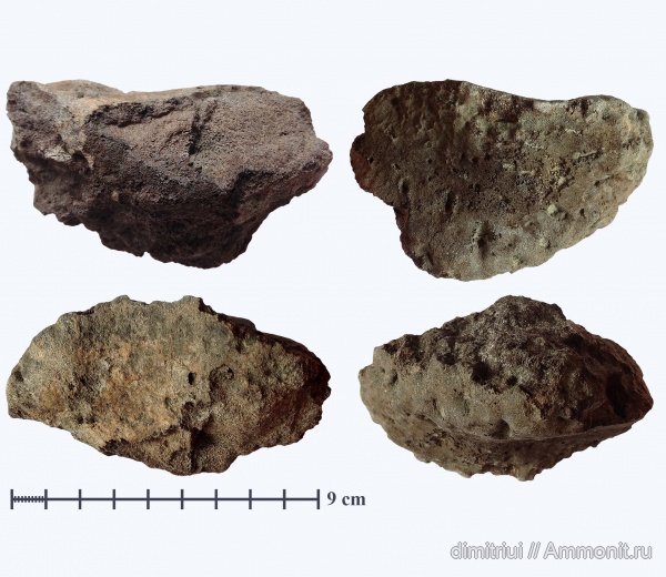 рептилии, юра, водные рептилии, ихтиозавры, волжский ярус, Еганово, морские рептилии, волжский век, РГОК, кости рептилий, Undorosaurus, Volgian, Jurassic