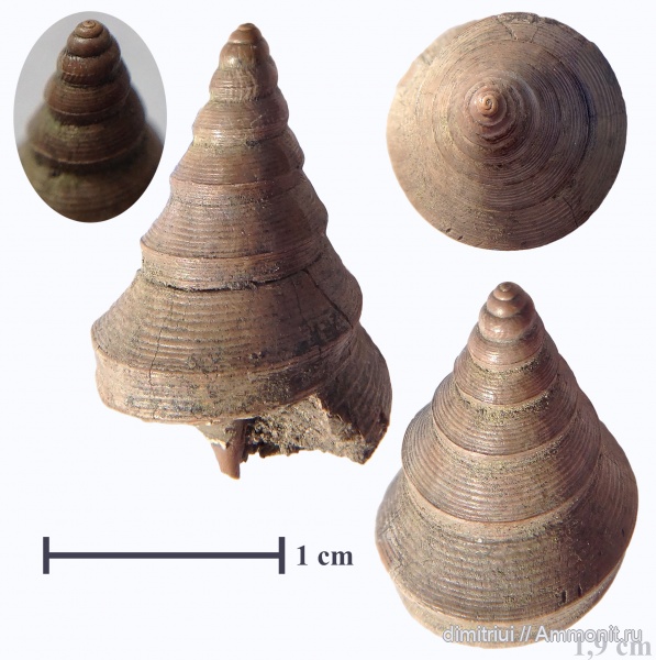 юра, Бронницы, оксфорд, Марково, Aporrhaidae, Bicorempterus pseudopellati, Bicorempterus, Oxfordian