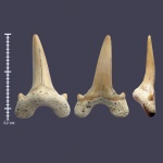 Элегантный и крупный зуб Cretalamna