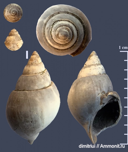 гастроподы, юра, Пески, оксфорд, брюхоногие моллюски, Pictavia, Oxfordian, Jurassic