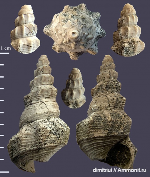 гастроподы, юра, Пески, оксфорд, брюхоногие моллюски, Pietteia, Oxfordian, Jurassic