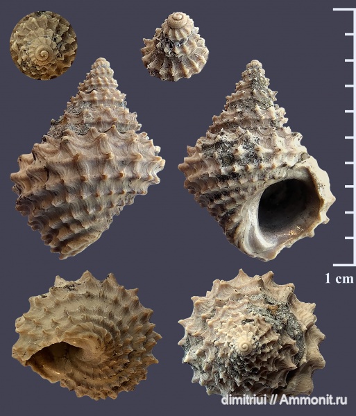 гастроподы, юра, Пески, оксфорд, брюхоногие моллюски, Foraminifera, Metriomphalus, Oxfordian, Jurassic, Metriomphalus spinosus, Spinocyclus spinosus