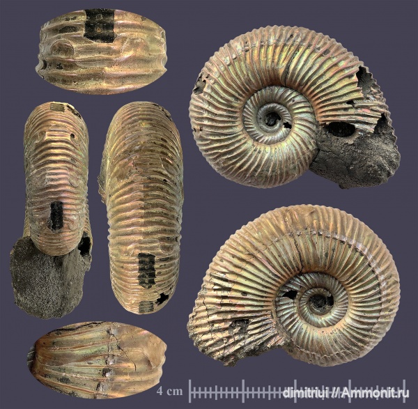 юра, Бронницы, оксфорд, Марково, верхний оксфорд, Perisphinctidae, Ammonites, parabolae, Oxfordian, Upper Oxfordian, Jurassic