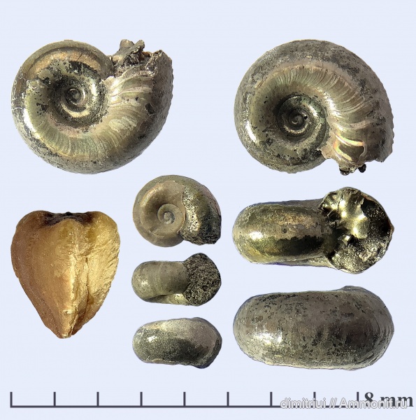 аммониты, юра, Бронницы, оксфорд, Марково, Amoeboceras, верхний оксфорд, Ammonites, Oxfordian, Upper Oxfordian