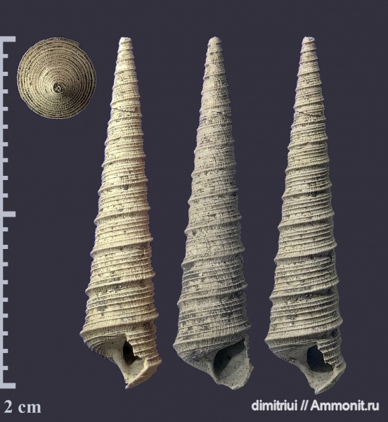 юра, Бронницы, оксфорд, Марково, Clathrobaculus, Clathrobaculus fahrenkohli, Oxfordian