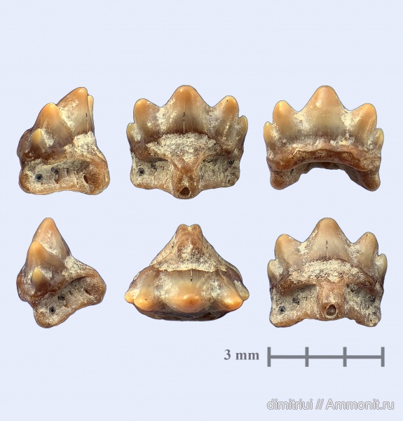 мел, акулы, сеноман, Heterodontus, Шацк, Малый Пролом, Cretaceous, teeth, shark teeth, sharks